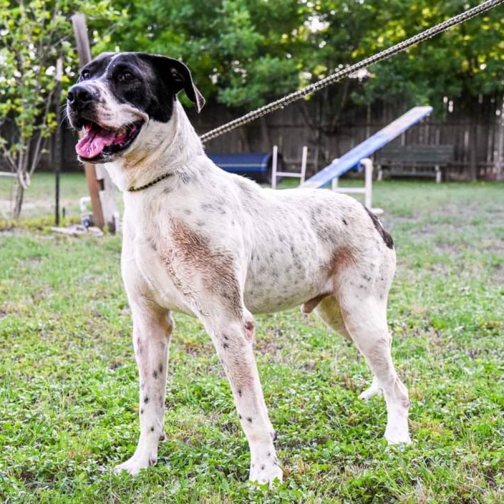 Jasper, an adoptable Pointer, Mastiff in San Antonio, TX, 78253 | Photo Image 4