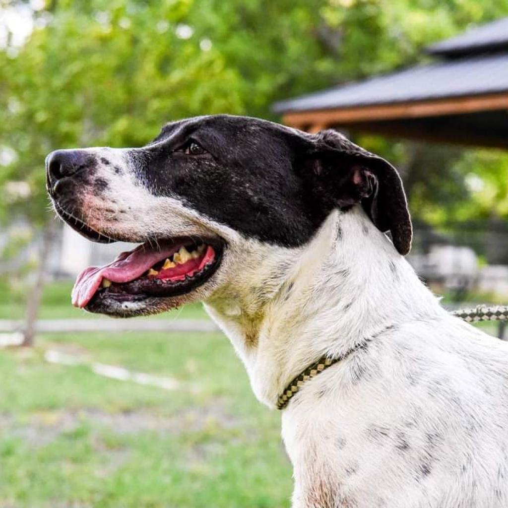 Jasper, an adoptable Pointer, Mastiff in San Antonio, TX, 78253 | Photo Image 5