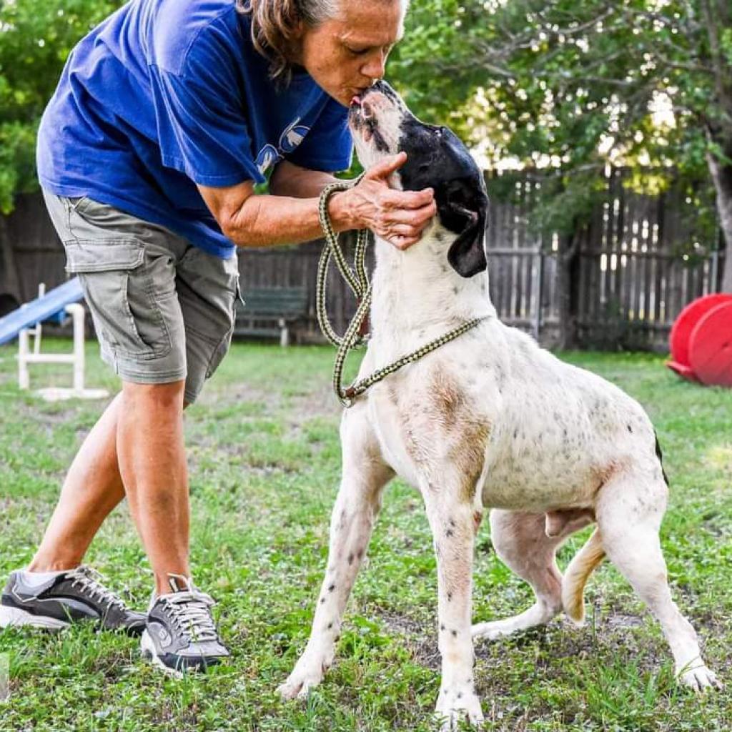 Jasper, an adoptable Pointer, Mastiff in San Antonio, TX, 78253 | Photo Image 6