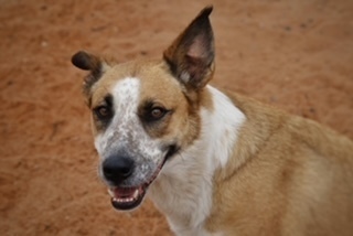 Izzy, an adoptable Cattle Dog, Mixed Breed in Page, AZ, 86040 | Photo Image 1