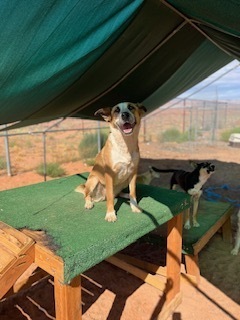 Izzy, an adoptable Cattle Dog, Mixed Breed in Page, AZ, 86040 | Photo Image 3