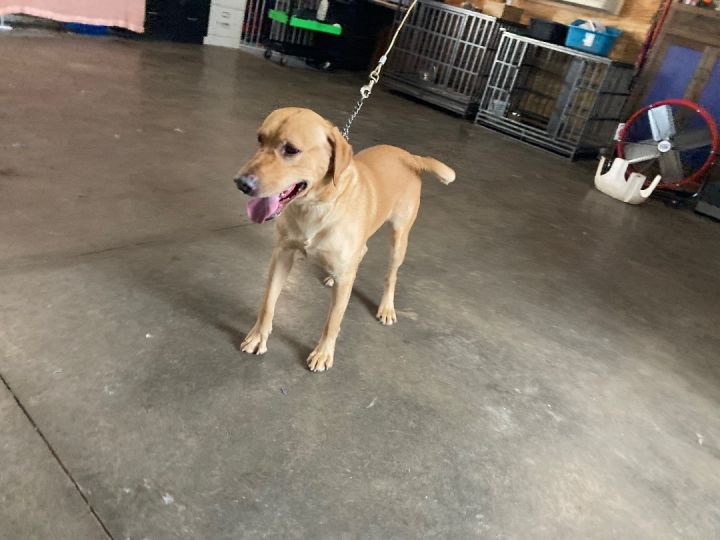 Nugent, an adoptable Labrador Retriever in Brainerd, MN_image-3