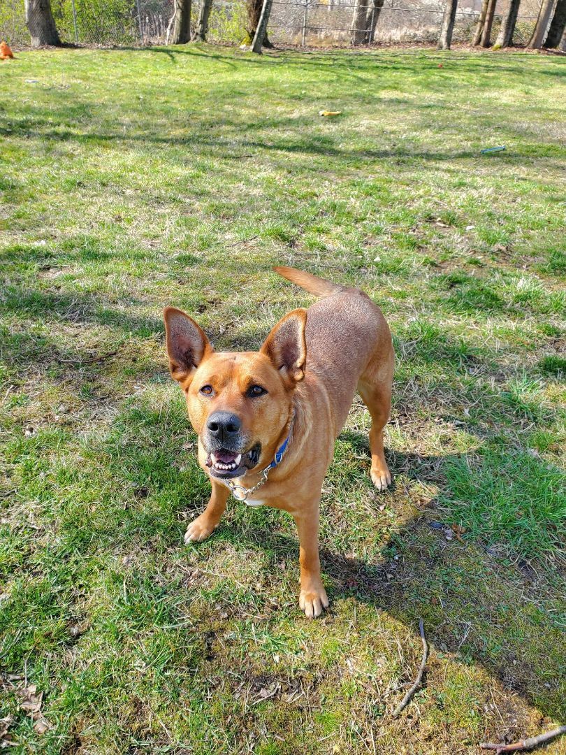 Lola, an adoptable German Shepherd Dog in Delta, BC, V4G 1C1 | Photo Image 2