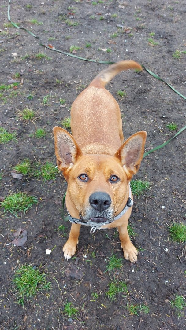 Lola, an adoptable German Shepherd Dog in Delta, BC, V4G 1C1 | Photo Image 3