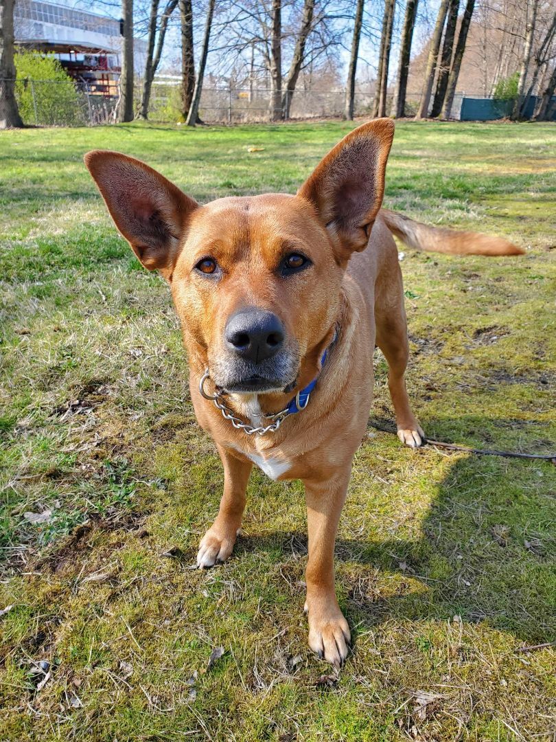 Lola, an adoptable German Shepherd Dog in Delta, BC, V4G 1C1 | Photo Image 1