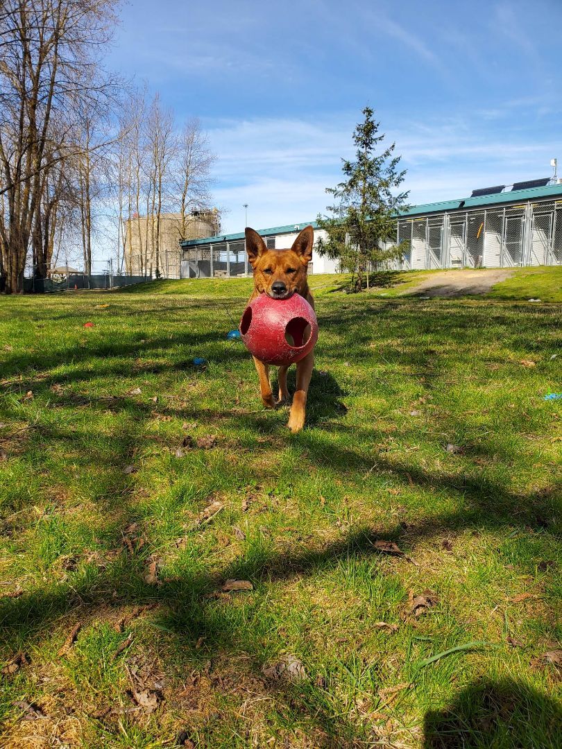 Lola, an adoptable German Shepherd Dog in Delta, BC, V4G 1C1 | Photo Image 4