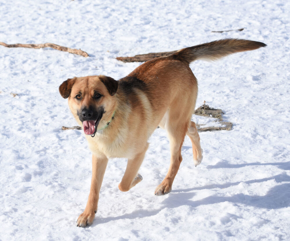 Ronnie, an adoptable German Shepherd Dog in Dodson, MT, 59524 | Photo Image 1