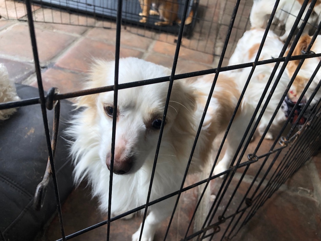 Gin and Rumy, an adoptable Papillon, Pomeranian in North Hills, CA, 91343 | Photo Image 2