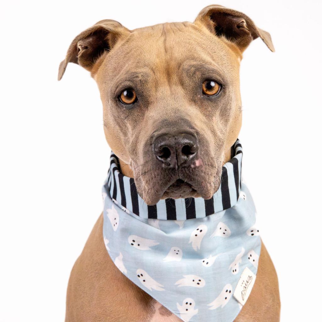 Tom, an adoptable Weimaraner, American Staffordshire Terrier in Houston, TX, 77070 | Photo Image 1