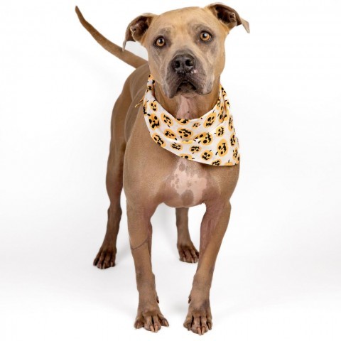 Tom, an adoptable Weimaraner, American Staffordshire Terrier in Houston, TX, 77070 | Photo Image 2