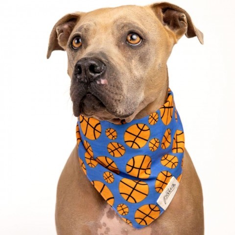 Tom, an adoptable Weimaraner, American Staffordshire Terrier in Houston, TX, 77070 | Photo Image 3