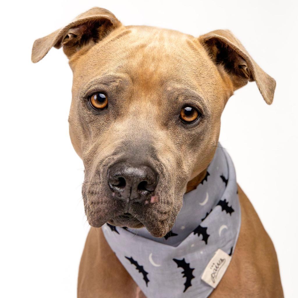 Tom, an adoptable Weimaraner, American Staffordshire Terrier in Houston, TX, 77070 | Photo Image 4