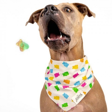 Tom, an adoptable Weimaraner, American Staffordshire Terrier in Houston, TX, 77070 | Photo Image 6
