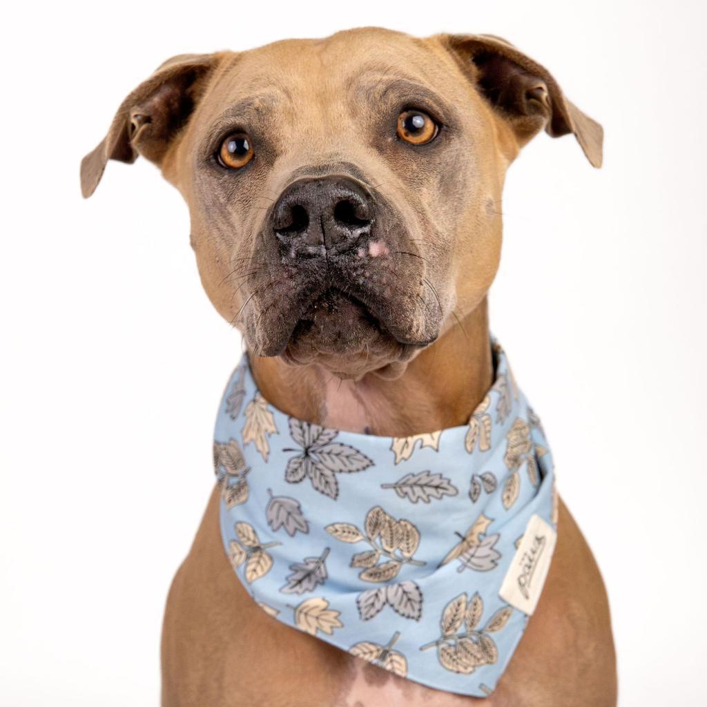 Tom, an adoptable Weimaraner, American Staffordshire Terrier in Houston, TX, 77070 | Photo Image 6