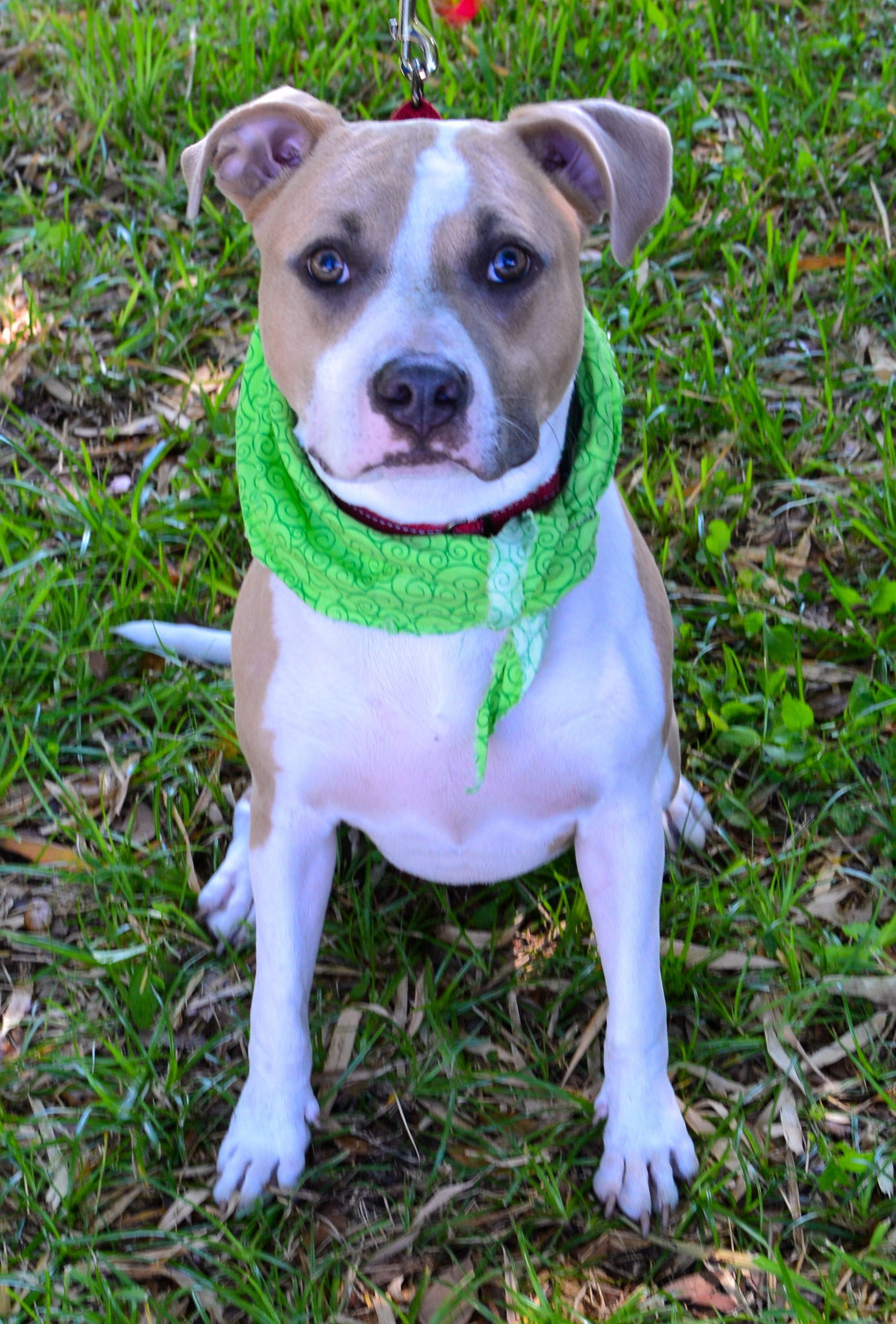 Aggie, an adoptable Pit Bull Terrier, Terrier in Lighthouse Point, FL, 33074 | Photo Image 1