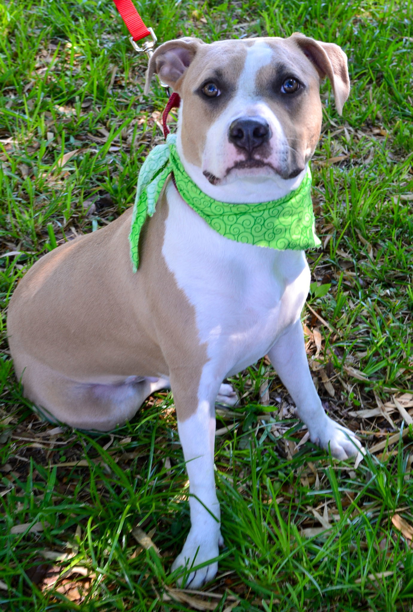 Aggie, an adoptable Pit Bull Terrier, Terrier in Lighthouse Point, FL, 33074 | Photo Image 2