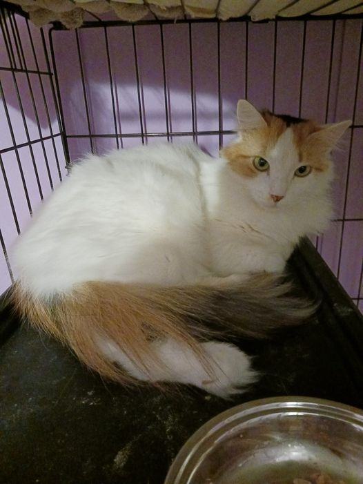 Cat for adoption - Annabella, a Domestic Long Hair in Queen Creek, AZ |  Petfinder
