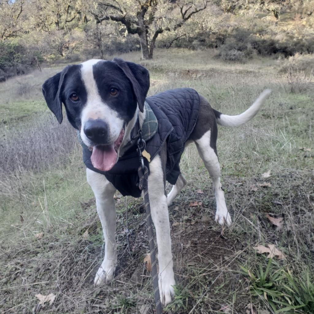 PIPPO, an adoptable Treeing Walker Coonhound, Mixed Breed in Point Richmond, CA, 94801 | Photo Image 2