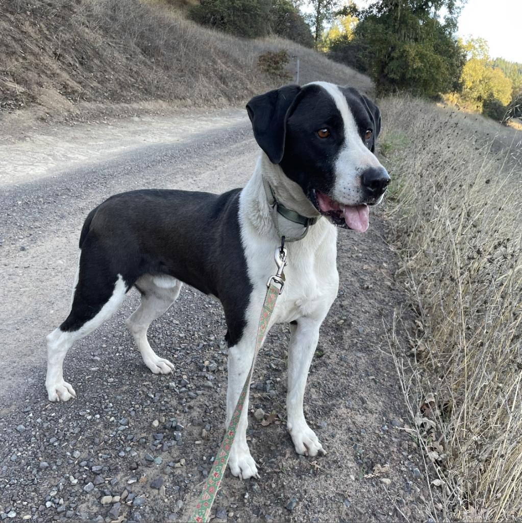 PIPPO, an adoptable Treeing Walker Coonhound, Mixed Breed in Point Richmond, CA, 94801 | Photo Image 2