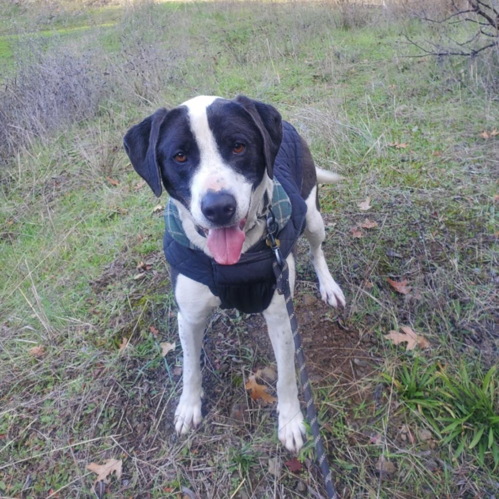 PIPPO, an adoptable Treeing Walker Coonhound, Mixed Breed in Point Richmond, CA, 94801 | Photo Image 3