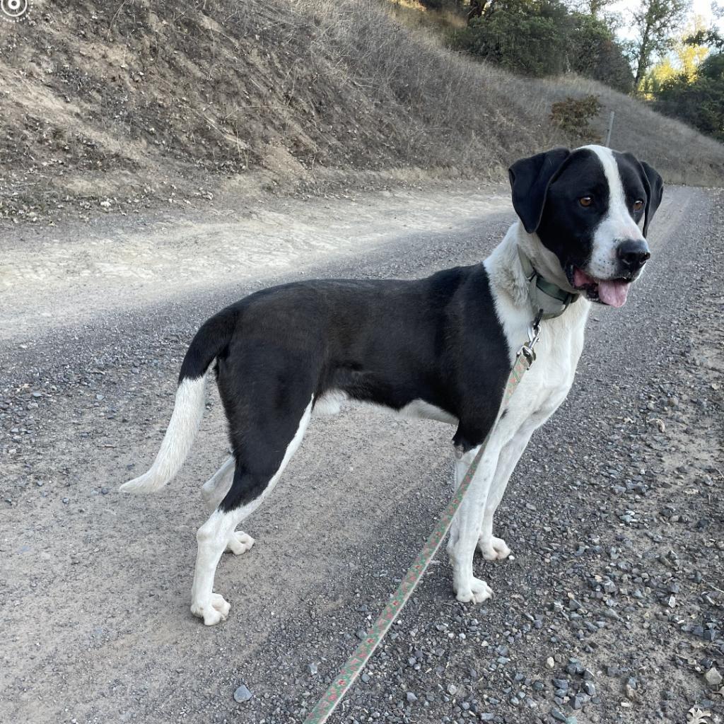 PIPPO, an adoptable Treeing Walker Coonhound, Mixed Breed in Point Richmond, CA, 94801 | Photo Image 4