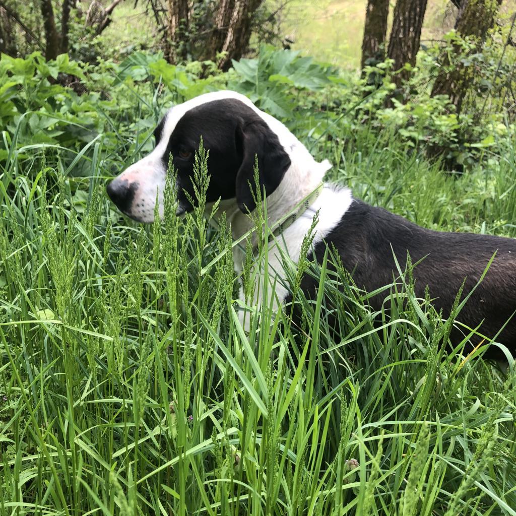 PIPPO, an adoptable Treeing Walker Coonhound, Mixed Breed in Point Richmond, CA, 94801 | Photo Image 5