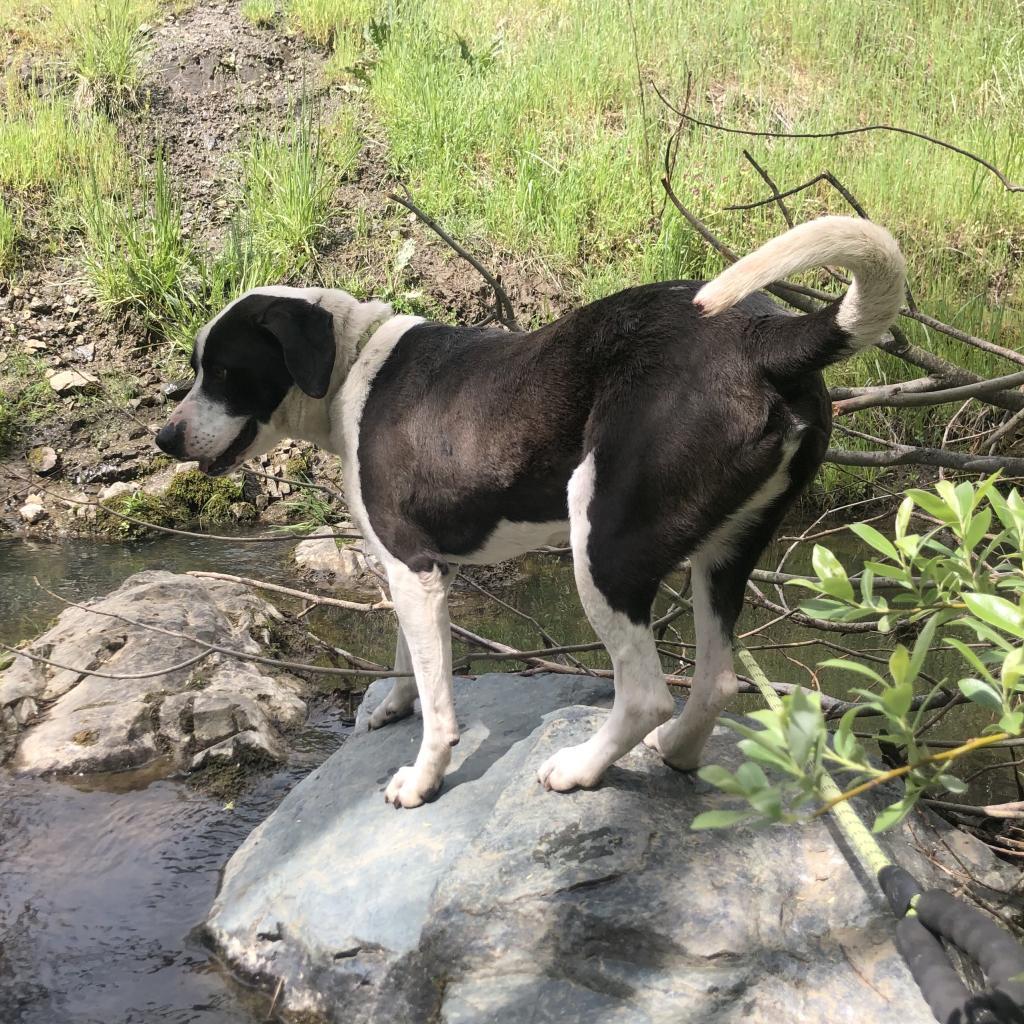 PIPPO, an adoptable Treeing Walker Coonhound, Mixed Breed in Point Richmond, CA, 94801 | Photo Image 6