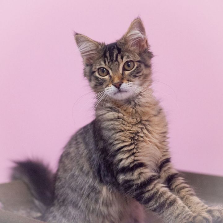 Essex, an adopted Maine Coon Mix in Ponte Vedra, FL_image-3