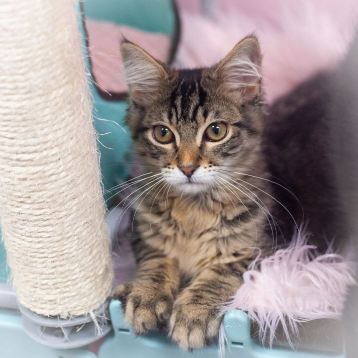 Essex, an adopted Maine Coon Mix in Ponte Vedra, FL_image-6