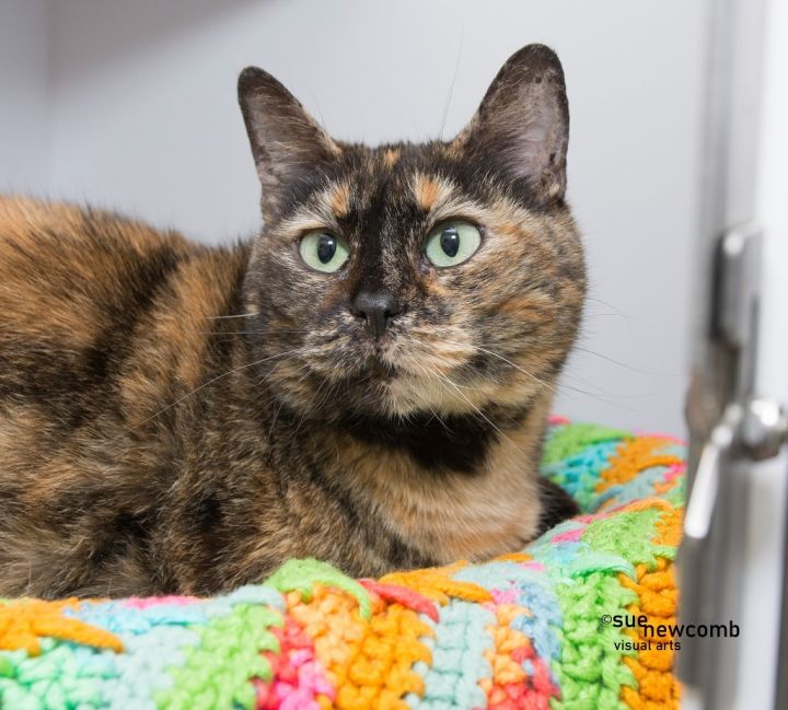 Hallie, an adoptable Domestic Short Hair in Shorewood, IL_image-1