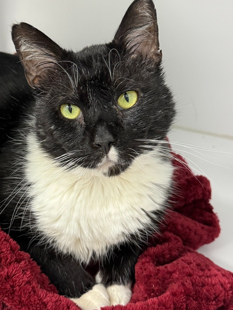 Fozzie Bear, an adoptable Domestic Short Hair in Shorewood, IL, 60431 | Photo Image 1