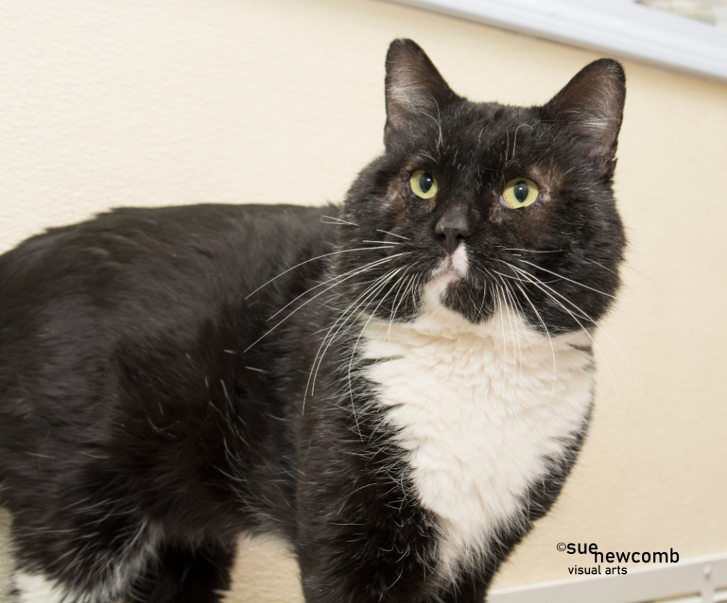 Fozzie Bear, an adoptable Domestic Short Hair in Shorewood, IL, 60431 | Photo Image 2