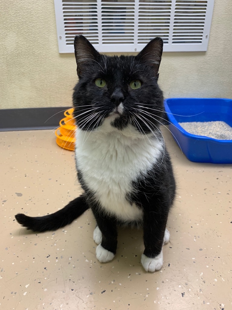 Fozzie Bear, an adoptable Domestic Short Hair in Shorewood, IL, 60431 | Photo Image 3