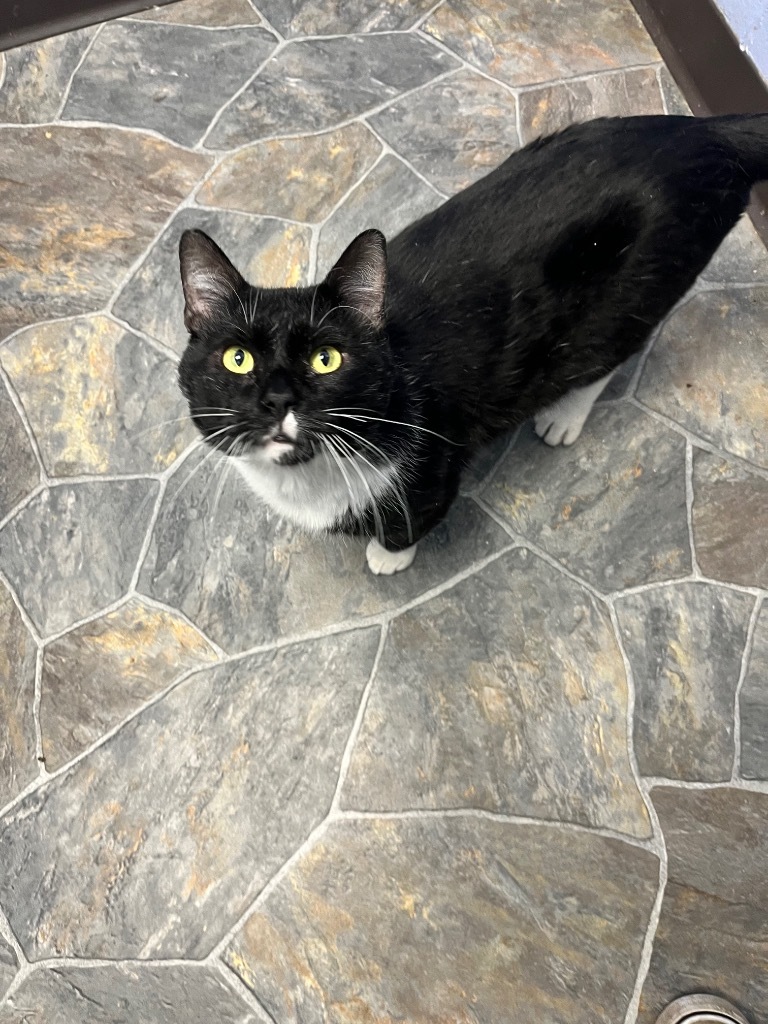 Fozzie Bear, an adoptable Domestic Short Hair in Shorewood, IL, 60431 | Photo Image 4