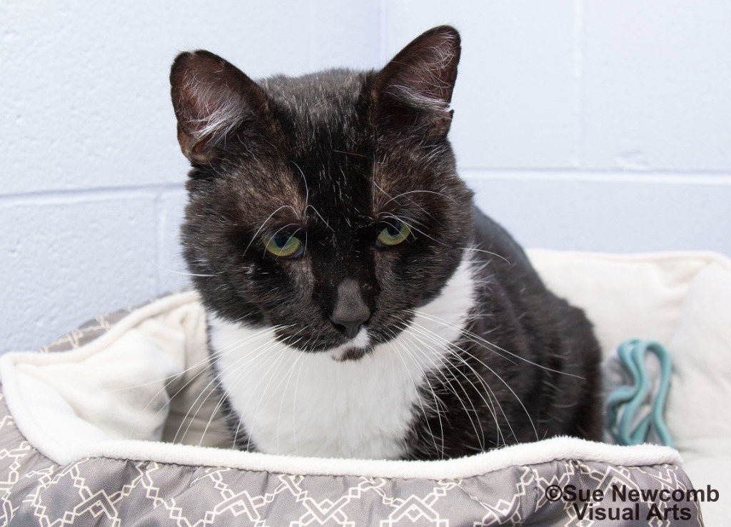Fozzie Bear, an adoptable Domestic Short Hair in Shorewood, IL, 60431 | Photo Image 5