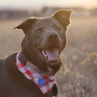 Opie, an adoptable Labrador Retriever, Border Collie in Laramie, WY, 82073 | Photo Image 1