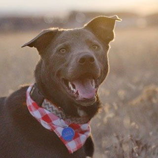 Opie, an adoptable Labrador Retriever, Border Collie in Laramie, WY, 82073 | Photo Image 1