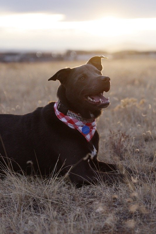 Opie, an adoptable Labrador Retriever, Border Collie in Laramie, WY, 82073 | Photo Image 2