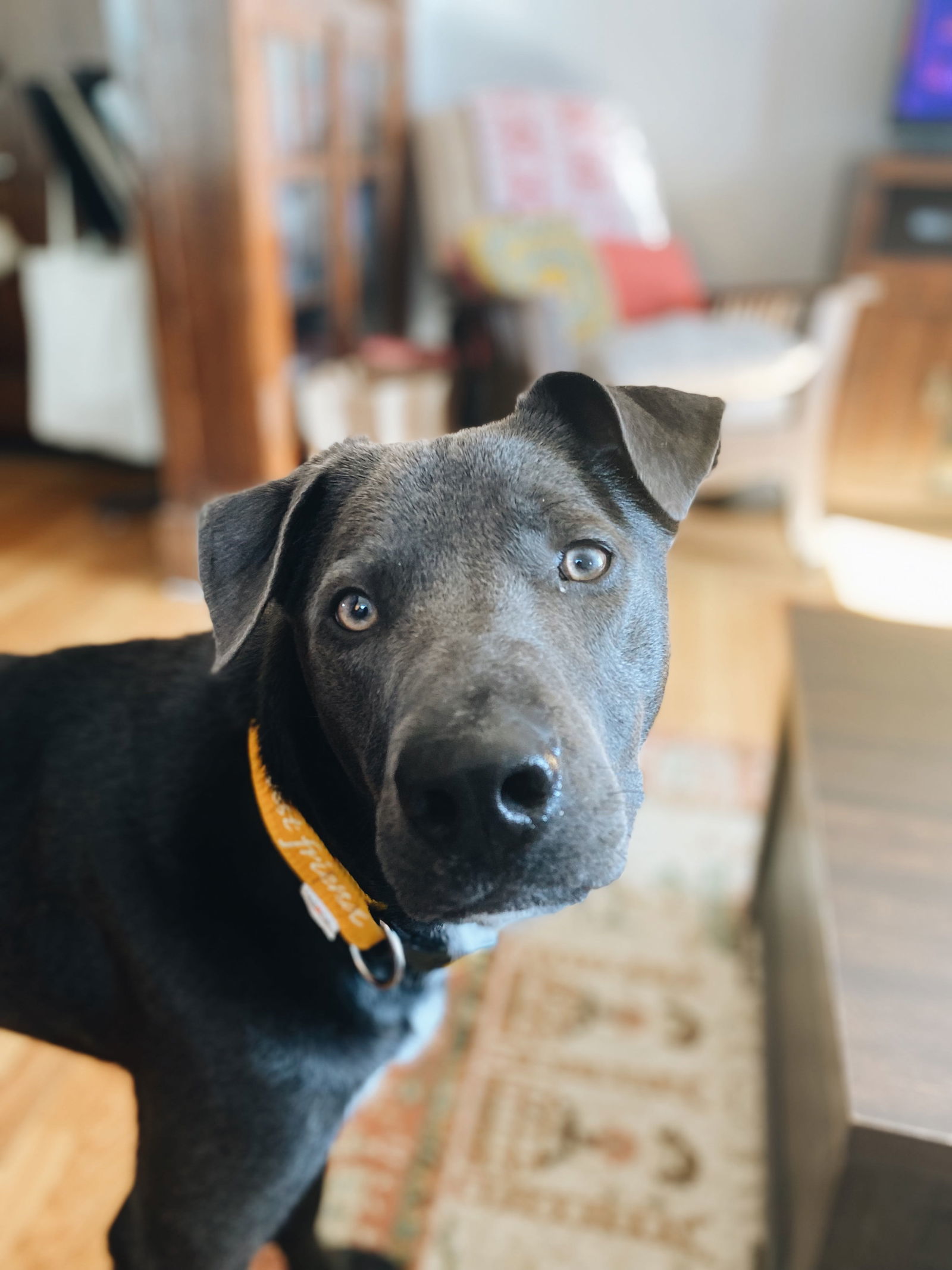 Opie, an adoptable Labrador Retriever, Border Collie in Laramie, WY, 82073 | Photo Image 3