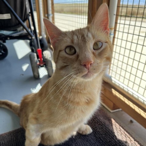 Danny, an adoptable Domestic Short Hair in Sheridan, WY, 82801 | Photo Image 1