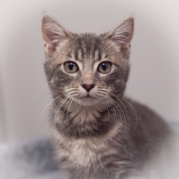 Louis, an adopted Tabby Mix in Ponte Vedra, FL_image-1