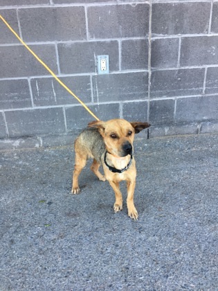 Dog for adoption - Hula, a Chihuahua Mix in El Paso, TX | Petfinder
