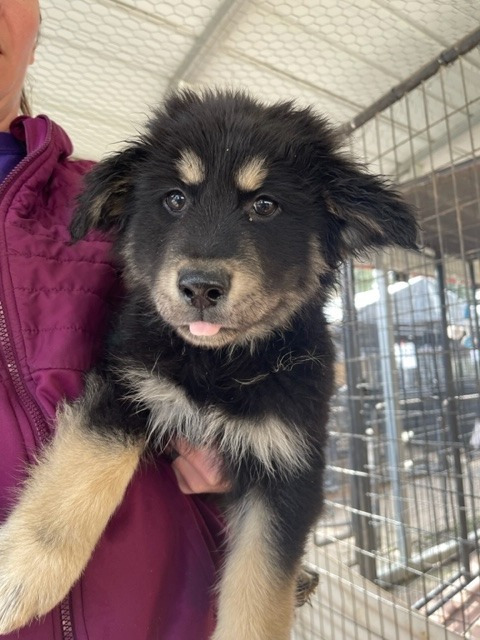 Dog for adoption - CARTER, an Australian Shepherd & Border Collie Mix in  Lemoore, CA | Petfinder