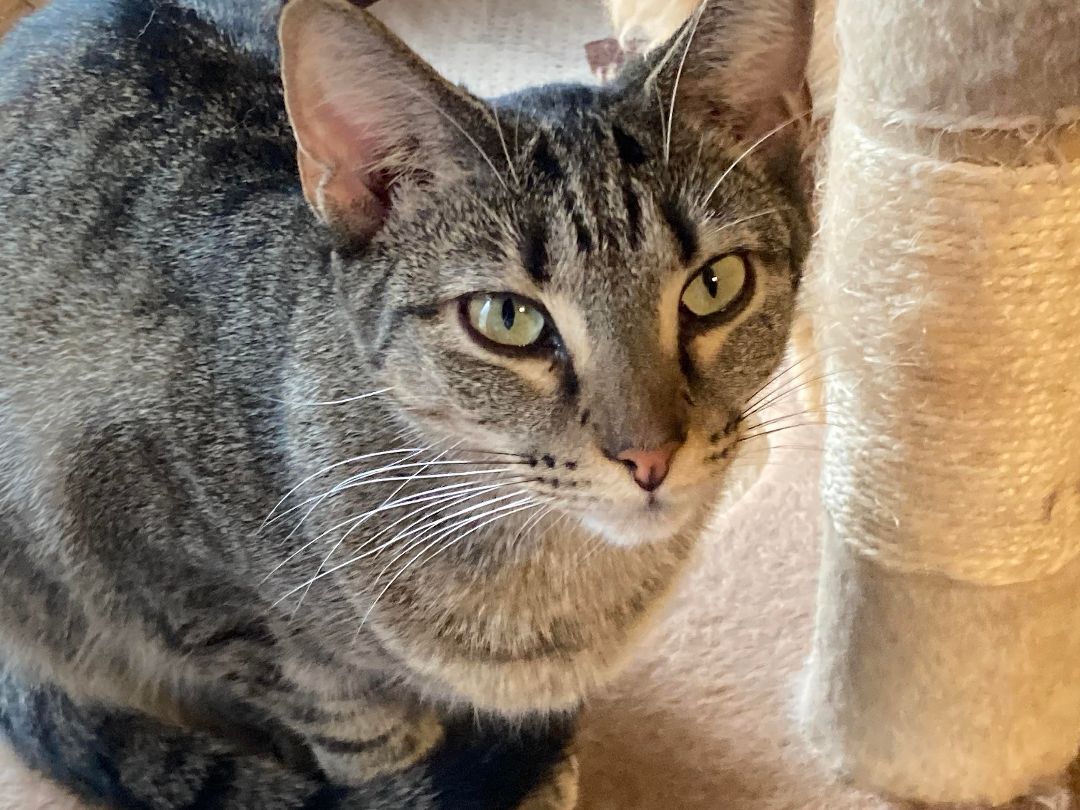 Fredrika, an adoptable Tabby in Cabot, AR, 72023 | Photo Image 2
