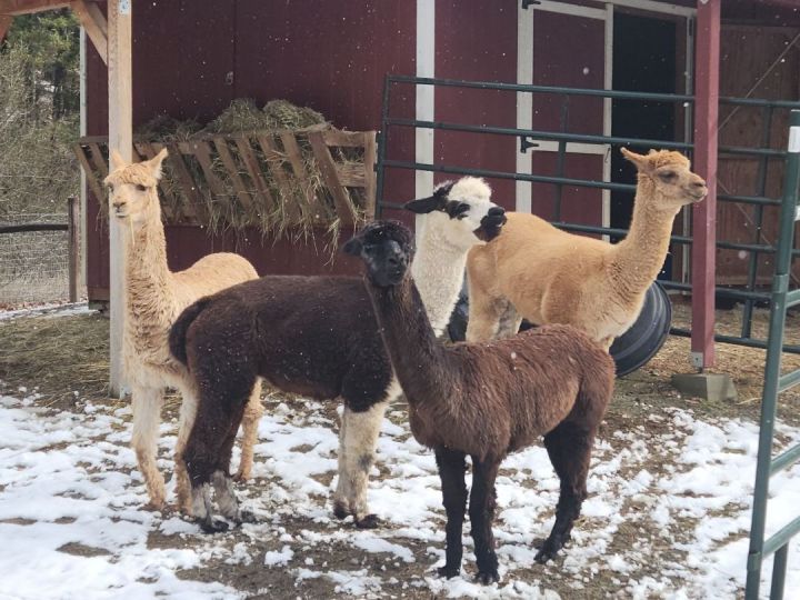 Billy The Kid and Friends!, an adoptable Alpaca in Jacksonville, OR_image-1