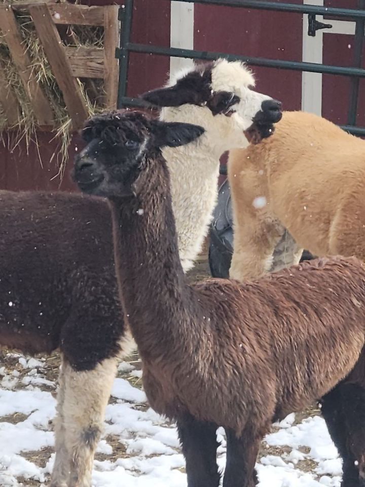 Billy The Kid and Friends!, an adoptable Alpaca in Jacksonville, OR_image-3