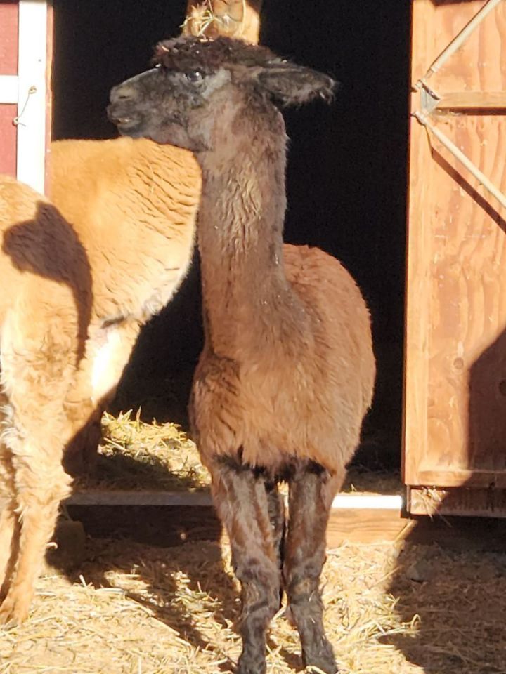 Billy The Kid and Friends!, an adoptable Alpaca in Jacksonville, OR_image-6