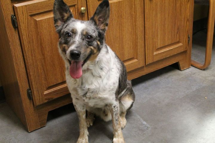 Neo, an adoptable Cattle Dog Mix in Pierre, SD_image-1