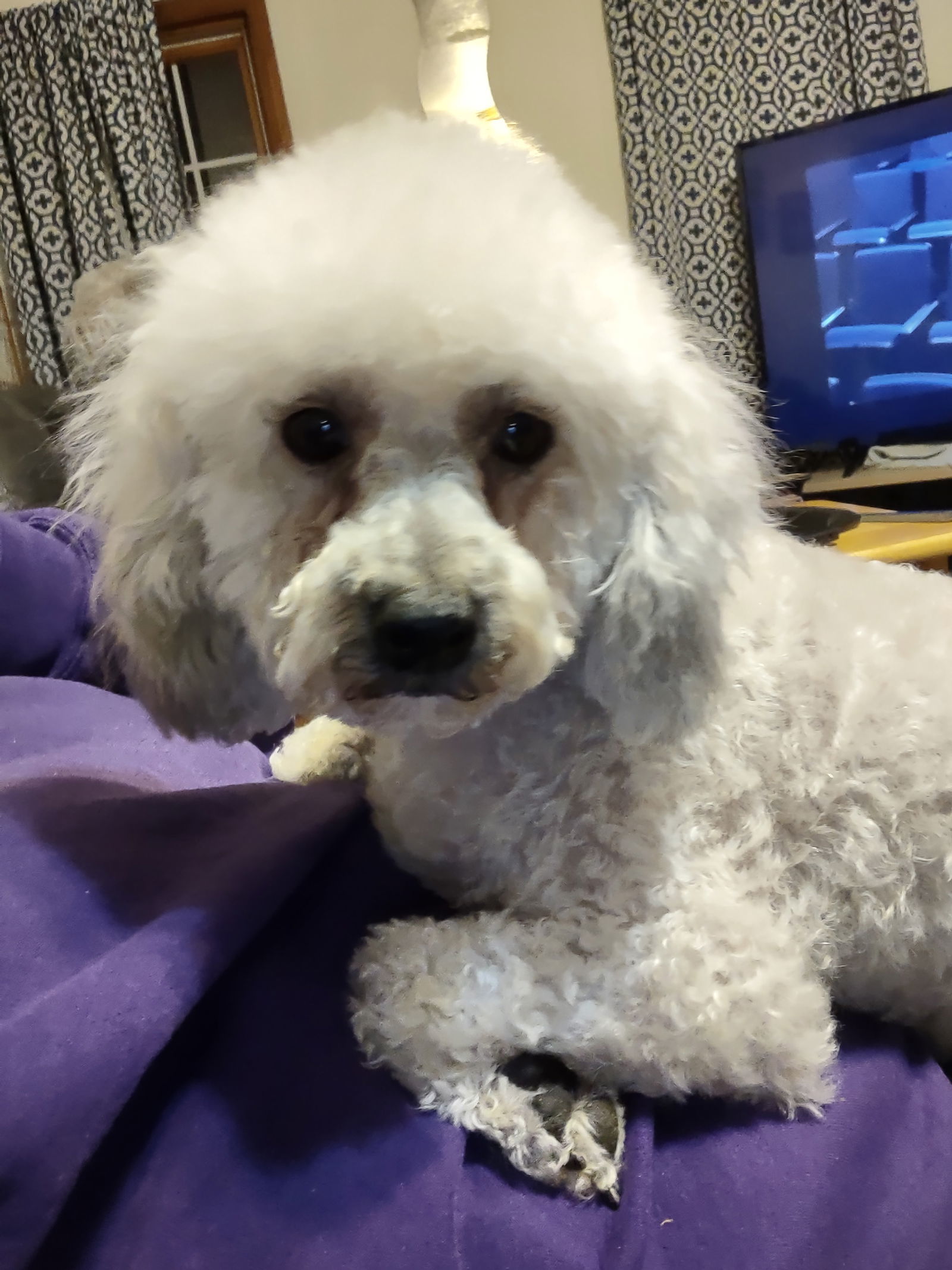 Iris in Ohio, an adoptable Bichon Frise, Poodle in Lansing, MI, 48917 | Photo Image 1