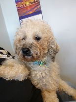 Iris in Ohio, an adoptable Bichon Frise, Poodle in Lansing, MI, 48917 | Photo Image 3